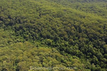 aerial;aerials;australasia;Australia;australian;bush;forest;forests;Fraser-Island;great-sandy-n.p.;great-sandy-national-park;great-sandy-np;islands;native-bush;queensland;rainforest;UN-world-heritage-site;united-nations-world-heritage-s;vegetation;world-heritage;World-Heritage-site