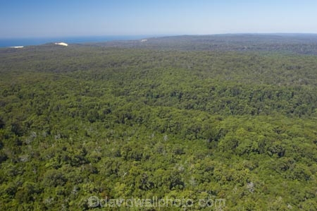 aerial;aerials;australasia;Australia;australian;bush;forest;forests;Fraser-Island;great-sandy-n.p.;great-sandy-national-park;great-sandy-np;islands;native-bush;queensland;rainforest;UN-world-heritage-site;united-nations-world-heritage-s;vegetation;world-heritage;World-Heritage-site