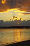 australasia;Australia;australian;bird;birds;coast;coastal;coastline;color;colors;colour;colours;dawn;fly;flying;Fraser-Coast;Hervey-Bay;jetties;jetty;orange;pier;piers;queensland;ray;rays;silhouette;silhouettes;sun-rays;sunrays;sunrise;Urangan-pier;wharf;wharfs;wharves
