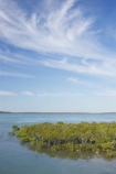 australasia;Australia;australian;coast;coastal;coastline;Fraser-Coast;Hervey-Bay;mangrove;mangroves;queensland;river-heads;shore;shoreline