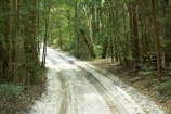 australasia;Australia;australian;bush;forest;forests;Fraser-Island;great-sandy-n.p.;great-sandy-national-park;great-sandy-np;islands;native-bush;queensland;rainforest;road;roads;sand;sandy;track;tracks;tree;trees;UN-world-heritage-site;united-nations-world-heritage-s;vegetation;world-heritage;World-Heritage-site
