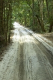 australasia;Australia;australian;bush;forest;forests;Fraser-Island;great-sandy-n.p.;great-sandy-national-park;great-sandy-np;islands;native-bush;queensland;rainforest;road;roads;sand;sandy;track;tracks;tree;trees;UN-world-heritage-site;united-nations-world-heritage-s;vegetation;world-heritage;World-Heritage-site