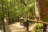 australasia;Australia;australian;board-walk;board-walks;boardwalk;boardwalks;bush;central-station;creek;creeks;foot-path;foot-paths;footpath;footpaths;forest;forests;Fraser-Island;great-sandy-n.p.;great-sandy-national-park;great-sandy-np;islands;native-bush;queensland;rainforest;track;tracks;tree;trees;UN-world-heritage-site;united-nations-world-heritage-s;vegetation;wanggoolba;wangoolba;world-heritage;World-Heritage-site