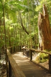 australasia;Australia;australian;board-walk;board-walks;boardwalk;boardwalks;bush;central-station;creek;creeks;foot-path;foot-paths;footpath;footpaths;forest;forests;Fraser-Island;great-sandy-n.p.;great-sandy-national-park;great-sandy-np;islands;native-bush;queensland;rainforest;track;tracks;tree;trees;UN-world-heritage-site;united-nations-world-heritage-s;vegetation;wanggoolba;wangoolba;world-heritage;World-Heritage-site