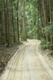 australasia;Australia;australian;bush;forest;forests;Fraser-Island;great-sandy-n.p.;great-sandy-national-park;great-sandy-np;islands;native-bush;queensland;rainforest;road;roads;sand;sandy;track;tracks;tree;trees;UN-world-heritage-site;united-nations-world-heritage-s;vegetation;world-heritage;World-Heritage-site