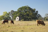 abandon;abandoned;agricultural;agriculture;australasia;australasian;Australia;australian;beef;cattle;character;cow;cows;Derelict;discarded;farm;farming;farmland;farms;field;fields;forgotten;heritage;Hervey-Bay;historic;historical;horticulture;meadow;meadows;old;paddock;paddocks;pasture;pastures;queensland;relic;rural;rustic;shed;sheds;tree;trees