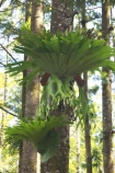 Australia;epiphyte;epiphytes;Fraser-Island;Platycerium-superbum;Queensland;rainforest;rainforests;Staghorn-Fern;tree;trees