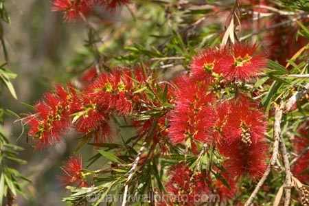 australia;australian;Bottlebrush;bottlebrushes;Callistemon;flower;flowers;queensland