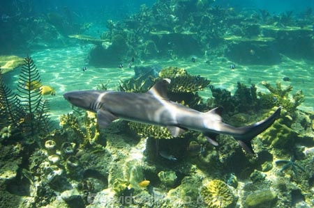 amusement-park;amusement-parks;aquarium;aquariums;australasia;Australia;danger;dangerous;entertainment;fear;fearful;fun;fun-park;fun-parks;glass;Gold-Coast;holiday;holidays;marine;Marine-life;park;parks;pool;Queensland;Sea;sea-world;shark;shark-bay;sharks;Surfers-Paradise;theme-park;theme-parks;tourism;travel;underwater;vacation;vacations;view