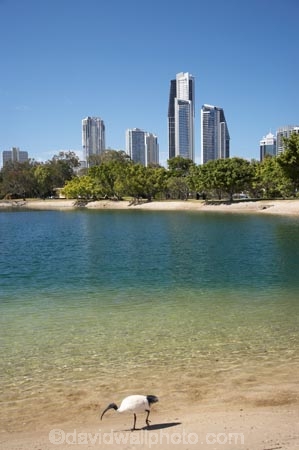 apartment;apartments;Australasian;Australia;Australian;beach;beaches;Evandale-Park;Gold-Coast;high-rise;high-rises;high_rise;high_rises;highrise;highrises;holiday;holiday-accommodation;holidays;hotel;hotels;lake;lakes;multi_storey;multi_storied;multistorey;multistoried;office;office-block;office-blocks;offices;Qld;Queensland;resort;resorts;sacred-ibis;sky-scraper;sky-scrapers;sky_scraper;sky_scrapers;skyscraper;skyscrapers;Surfers-Paradise;tower-block;tower-blocks;vacation;vacations