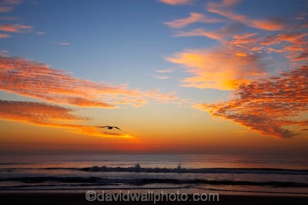 Australasian;Australia;Australian;beach;beaches;break-of-day;calm;coast;coastal;coastline;dawn;dawning;daybreak;first-light;Gold-Coast;morning;ocean;orange;Pacific-Ocean;placid;Qld;Queensland;quiet;reflection;reflections;sand;sandy;sea;seagull;seagulls;seas;serene;shore;shoreline;smooth;still;sunrise;sunrises;sunup;Surfers-Paradise;Tasman-Sea;tranquil;twilight;water