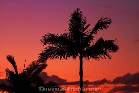 Aus;Australia;Australian;dusk;evening;night;night_time;nightfall;orange;palm;palm-tree;palm-trees;palms;QLD;Queensland;sunset;sunsets;twilight