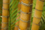 bamboo;flora;foliage;Natural-background;Natural-backgrounds;Nature;pattern;patterns;plant;plants;stem;stems;tropical;trunk;trunks;vegetation