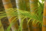 bamboo;flora;foliage;Natural-background;Natural-backgrounds;Nature;pattern;patterns;plant;plants;stem;stems;tropical;trunk;trunks;vegetation