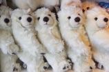 Australia;cute;fluffy;Gold-Coast;many;polar-bear;Polar-Bears;Queensland;row;rows;Sea-World;soft-toy;soft-toys;toy;toys