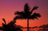 Aus;Australia;Australian;dusk;evening;night;night_time;nightfall;orange;palm;palm-tree;palm-trees;palms;QLD;Queensland;sunset;sunsets;twilight