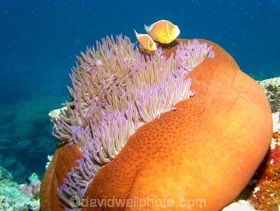 Agincourt-Reef;Agincourt-Reefs;Amphiprion-perideraion;Anemone;Anemones;australasian;Australia;australian;Barrier-Reef;coral-reef;coral-reefs;Coral-Sea;dive-site;dive-sites;diving;Ecosystem;Environment;False-skunk-striped-clown;False-skunk_striped-anemonefish;False-skunkstriped-anemonefish;fish;fishes;Great-Barrier-Reef;Great-Barrier-Reef-Marine-Park;marine;marine-environment;Marine-life;marinelife;North-Queensland;ocean;oceanlife;oceans;Pink-Anemonefish;Pink-Anemonefishes;Pink-skunk-clown;Pomacentridae;Qld;queensland;reef;reefs;ribbon-reef;ribbon-reefs;ribbonreef;ribbonreefs;Salmon-clownfish;scuba-diving;sea;sealife;seas;south-pacific;tasman-sea;Tropcial-North-Queensland;tropical-reef;tropical-reefs;under-water;under_water;undersea;underwater;underwater-photo;underwater-photography;underwater-photos;UNESCO-World-Heritage-Site;Whitebanded-anemonefish;Wiorld-Heritage-Site;world-heritage-area;World-Heritage-Park