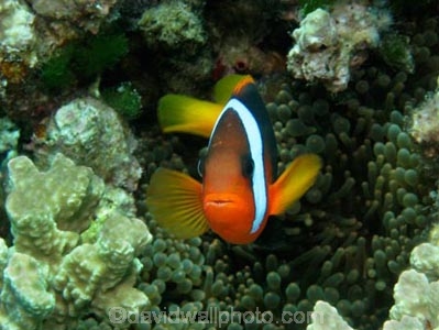 Agincourt-Reef;Agincourt-Reefs;Amphiprion-melanopus;Anemone;Anemones;Australasian;Australia;Australian;Barrier-Reef;Black-Anemonefish;Black-Anemonefishes;coral-reef;coral-reefs;Coral-Sea;dive-site;dive-sites;diving;ecosystem;environment;fish;fishes;Great-Barrier-Reef;Great-Barrier-Reef-Marine-Park;marine;marine-environment;marine-life;marinelife;North-Queensland;Ocean;oceanlife;Oceans;Pomacentridae;Qld;Queensland;reef;reefs;ribbon-reef;ribbon-reefs;ribbonreef;ribbonreefs;scuba-diving;Sea;sealife;Seas;South-Pacific;Tasman-Sea;Tropcial-North-Queensland;tropical-reef;tropical-reefs;under-water;under_water;undersea;underwater;underwater-photo;underwater-photography;underwater-photos;UNESCO-World-Heritage-Site;Wiorld-Heritage-Site;World-Heritage-Area;World-Heritage-Park