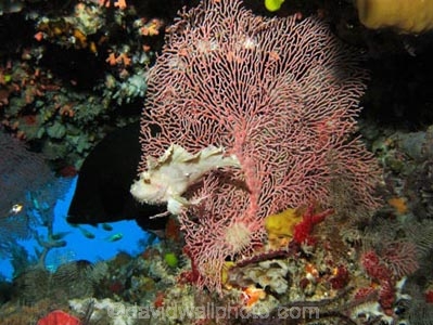 Aethaloperca-rogaa;Agincourt-Reef;Agincourt-Reefs;Australasian;Australia;Australian;Barrier-Reef;coral-reef;coral-reefs;Coral-Sea;corals;dive-site;dive-sites;diving;ecosystem;environment;fan-coral;fan-corals;fish;fishes;gorgonian-fan-coral;Great-Barrier-Reef;Great-Barrier-Reef-Marine-Park;Leaf-Scorpionfish;Leaf-Scorpionfishes;marine;marine-environment;marine-life;marinelife;North-Queensland;Ocean;oceanlife;Oceans;Paperfish;Qld;Queensland;Red_flushed-Rockcod;reef;reefs;ribbon-reef;ribbon-reefs;ribbonreef;ribbonreefs;Sailfin-leaf-fish;Scorpaenidae;Scorpionfish;scorpionfishes;scuba-diving;Sea;sea-fan;sea-fans;seafan;seafans;sealife;Seas;South-Pacific;Taenianotus-triacanthus;Tasman-Sea;Tropcial-North-Queensland;tropical-reef;tropical-reefs;under-water;under_water;undersea;underwater;underwater-photo;underwater-photography;underwater-photos;UNESCO-World-Heritage-Site;Wiorld-Heritage-Site;World-Heritage-Area;World-Heritage-Park