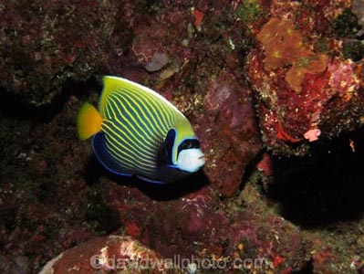 Agincourt-Reef;Agincourt-Reefs;Angelfishes;Australasian;Australia;Australian;Barrier-Reef;blue;coral-reef;coral-reefs;Coral-Sea;dive-site;dive-sites;diving;ecosystem;Emperor-Angelfish;Emperor-Angelfishes;environment;fish;fishes;Great-Barrier-Reef;Great-Barrier-Reef-Marine-Park;marine;marine-environment;marine-life;marinelife;North-Queensland;Ocean;oceanlife;Oceans;pomacanthidae;Pomacanthus-imperator;Qld;Queensland;reef;reefs;ribbon-reef;ribbon-reefs;ribbonreef;ribbonreefs;scuba-diving;Sea;sealife;Seas;South-Pacific;Tasman-Sea;Tropcial-North-Queensland;tropical-reef;tropical-reefs;under-water;under_water;undersea;underwater;underwater-photo;underwater-photography;underwater-photos;UNESCO-World-Heritage-Site;Wiorld-Heritage-Site;World-Heritage-Area;World-Heritage-Park;yellow