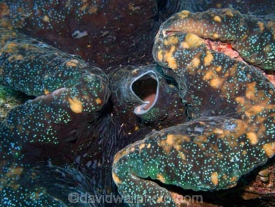Agincourt-Reef;Agincourt-Reefs;Australasian;Australia;Australian;Barrier-Reef;bivalve-mollusc;clam;clams;coral-reef;coral-reefs;Coral-Sea;dive-site;dive-sites;diving;ecosystem;environment;Giant-Clam;Giant-Clams;Great-Barrier-Reef;Great-Barrier-Reef-Marine-Park;iridophores;mantle;marine;marine-environment;marine-life;marinelife;mollusc;molluscs;mollusk;mollusks;North-Queensland;Ocean;oceanlife;Oceans;Outlet-Siphon;Qld;Queensland;reef;reefs;ribbon-reef;ribbon-reefs;ribbonreef;ribbonreefs;scuba-diving;Sea;sealife;Seas;shell-fish;shellfish;South-Pacific;Tasman-Sea;Tropcial-North-Queensland;tropical-reef;tropical-reefs;under-water;under_water;undersea;underwater;underwater-photo;underwater-photography;underwater-photos;UNESCO-World-Heritage-Site;Wiorld-Heritage-Site;World-Heritage-Area;World-Heritage-Park