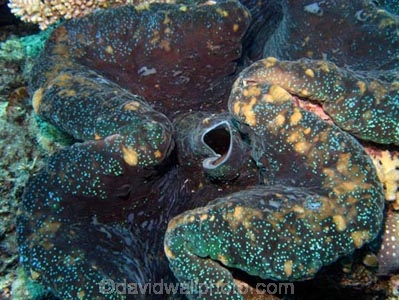 Agincourt-Reef;Agincourt-Reefs;Australasian;Australia;Australian;Barrier-Reef;bivalve-mollusc;clam;clams;coral-reef;coral-reefs;Coral-Sea;dive-site;dive-sites;diving;ecosystem;environment;Giant-Clam;Giant-Clams;Great-Barrier-Reef;Great-Barrier-Reef-Marine-Park;iridophores;mantle;marine;marine-environment;marine-life;marinelife;mollusc;molluscs;mollusk;mollusks;North-Queensland;Ocean;oceanlife;Oceans;Outlet-Siphon;Qld;Queensland;reef;reefs;ribbon-reef;ribbon-reefs;ribbonreef;ribbonreefs;scuba-diving;Sea;sealife;Seas;shell-fish;shellfish;South-Pacific;Tasman-Sea;Tropcial-North-Queensland;tropical-reef;tropical-reefs;under-water;under_water;undersea;underwater;underwater-photo;underwater-photography;underwater-photos;UNESCO-World-Heritage-Site;Wiorld-Heritage-Site;World-Heritage-Area;World-Heritage-Park