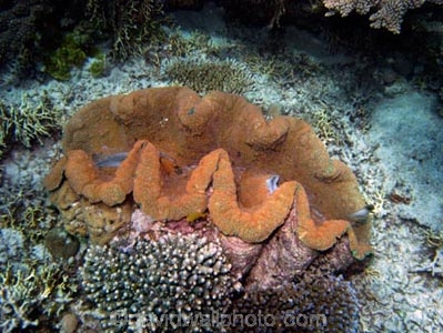 Agincourt-Reef;Agincourt-Reefs;Australasian;Australia;Australian;Barrier-Reef;bivalve-mollusc;clam;clams;coral-reef;coral-reefs;Coral-Sea;dive-site;dive-sites;diving;ecosystem;environment;Giant-Clam;Giant-Clams;Great-Barrier-Reef;Great-Barrier-Reef-Marine-Park;iridophores;mantle;marine;marine-environment;marine-life;marinelife;mollusc;molluscs;mollusk;mollusks;North-Queensland;Ocean;oceanlife;Oceans;Qld;Queensland;reef;reefs;ribbon-reef;ribbon-reefs;ribbonreef;ribbonreefs;scuba-diving;Sea;sealife;Seas;shell-fish;shellfish;South-Pacific;Tasman-Sea;Tropcial-North-Queensland;tropical-reef;tropical-reefs;under-water;under_water;undersea;underwater;underwater-photo;underwater-photography;underwater-photos;UNESCO-World-Heritage-Site;Wiorld-Heritage-Site;World-Heritage-Area;World-Heritage-Park