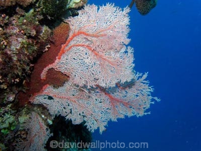 Agincourt-Reef;Agincourt-Reefs;Australasian;Australia;Australian;Barrier-Reef;coral-reef;coral-reefs;Coral-Sea;corals;dive-site;dive-sites;diving;ecosystem;environment;fan-coral;fan-corals;gorgonian-fan-coral;Great-Barrier-Reef;Great-Barrier-Reef-Marine-Park;marine;marine-environment;marine-life;marinelife;North-Queensland;Ocean;oceanlife;Oceans;Qld;Queensland;reef;reefs;ribbon-reef;ribbon-reefs;ribbonreef;ribbonreefs;scuba-diving;Sea;sea-fan;sea-fans;seafan;seafans;sealife;Seas;South-Pacific;Tasman-Sea;Tropcial-North-Queensland;tropical-reef;tropical-reefs;under-water;under_water;undersea;underwater;underwater-photo;underwater-photography;underwater-photos;UNESCO-World-Heritage-Site;Wiorld-Heritage-Site;World-Heritage-Area;World-Heritage-Park