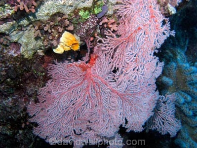 Agincourt-Reef;Agincourt-Reefs;Australasian;Australia;Australian;Barrier-Reef;coral-reef;coral-reefs;Coral-Sea;corals;dive-site;dive-sites;diving;ecosystem;environment;fan-coral;fan-corals;gorgonian-fan-coral;Great-Barrier-Reef;Great-Barrier-Reef-Marine-Park;marine;marine-environment;marine-life;marinelife;North-Queensland;Ocean;oceanlife;Oceans;Qld;Queensland;reef;reefs;ribbon-reef;ribbon-reefs;ribbonreef;ribbonreefs;scuba-diving;Sea;sea-fan;sea-fans;seafan;seafans;sealife;Seas;South-Pacific;Tasman-Sea;Tropcial-North-Queensland;tropical-reef;tropical-reefs;under-water;under_water;undersea;underwater;underwater-photo;underwater-photography;underwater-photos;UNESCO-World-Heritage-Site;Wiorld-Heritage-Site;World-Heritage-Area;World-Heritage-Park