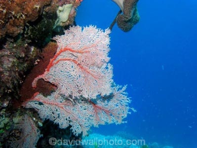 Agincourt-Reef;Agincourt-Reefs;Australasian;Australia;Australian;Barrier-Reef;coral-reef;coral-reefs;Coral-Sea;corals;dive-site;dive-sites;diving;ecosystem;environment;fan-coral;fan-corals;gorgonian-fan-coral;Great-Barrier-Reef;Great-Barrier-Reef-Marine-Park;marine;marine-environment;marine-life;marinelife;North-Queensland;Ocean;oceanlife;Oceans;Qld;Queensland;reef;reefs;ribbon-reef;ribbon-reefs;ribbonreef;ribbonreefs;scuba-diving;Sea;sea-fan;sea-fans;seafan;seafans;sealife;Seas;South-Pacific;Tasman-Sea;Tropcial-North-Queensland;tropical-reef;tropical-reefs;under-water;under_water;undersea;underwater;underwater-photo;underwater-photography;underwater-photos;UNESCO-World-Heritage-Site;Wiorld-Heritage-Site;World-Heritage-Area;World-Heritage-Park
