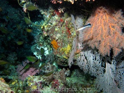 Agincourt-Reef;Agincourt-Reefs;Australasian;Australia;Australian;Barrier-Reef;coral-reef;coral-reefs;Coral-Sea;corals;dive-site;dive-sites;diving;ecosystem;environment;fan-coral;fan-corals;gorgonian-fan-coral;Great-Barrier-Reef;Great-Barrier-Reef-Marine-Park;marine;marine-environment;marine-life;marinelife;North-Queensland;Ocean;oceanlife;Oceans;Qld;Queensland;reef;reefs;ribbon-reef;ribbon-reefs;ribbonreef;ribbonreefs;scuba-diving;Sea;sea-fan;sea-fans;seafan;seafans;sealife;Seas;South-Pacific;Tasman-Sea;Tropcial-North-Queensland;tropical-reef;tropical-reefs;under-water;under_water;undersea;underwater;underwater-photo;underwater-photography;underwater-photos;UNESCO-World-Heritage-Site;Wiorld-Heritage-Site;World-Heritage-Area;World-Heritage-Park