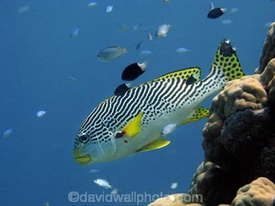 Agincourt-Reef;Agincourt-Reefs;Australasian;Australia;Australian;Barrier-Reef;coral-reef;coral-reefs;Coral-Sea;Diagonal_Banded-Sweetlip;Diagonal_Banded-Sweetlips;dive-site;dive-sites;diving;ecosystem;environment;fish;fishes;Great-Barrier-Reef;Great-Barrier-Reef-Marine-Park;marine;marine-environment;marine-life;marinelife;North-Queensland;Ocean;oceanlife;Oceans;Plectorhinchus-lineatus;Qld;Queensland;reef;reefs;ribbon-reef;ribbon-reefs;ribbonreef;ribbonreefs;scuba-diving;Sea;sealife;Seas;South-Pacific;Tasman-Sea;Tropcial-North-Queensland;tropical-reef;tropical-reefs;under-water;under_water;undersea;underwater;underwater-photo;underwater-photography;underwater-photos;UNESCO-World-Heritage-Site;Wiorld-Heritage-Site;World-Heritage-Area;World-Heritage-Park