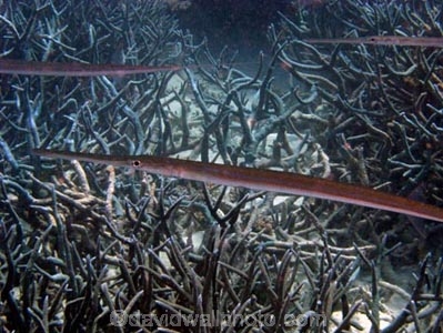 Agincourt-Reef;Agincourt-Reefs;Australasian;Australia;Australian;Barrier-Reef;coral-reef;coral-reefs;Coral-Sea;dive-site;dive-sites;diving;ecosystem;environment;fish;fishes;Fistularia-commersonii;Great-Barrier-Reef;Great-Barrier-Reef-Marine-Park;long;marine;marine-environment;marine-life;marinelife;North-Queensland;Ocean;oceanlife;Oceans;Qld;Queensland;reef;reefs;ribbon-reef;ribbon-reefs;ribbonreef;ribbonreefs;School;scuba-diving;Sea;sealife;Seas;skinny;Smooth-Flute-mouth;Smooth-Flute-mouths;Smooth-Flute_mouth;Smooth-Flute_mouths;Smooth-Flutemouth;Smooth-Flutemouths;South-Pacific;Tasman-Sea;Tropcial-North-Queensland;tropical-reef;tropical-reefs;trumpet-fish;trumpet-fishes;trumpet_fish;trumpet_fishes;trumpetfish;trumpetfishes;under-water;under_water;undersea;underwater;underwater-photo;underwater-photography;underwater-photos;UNESCO-World-Heritage-Site;Wiorld-Heritage-Site;World-Heritage-Area;World-Heritage-Park