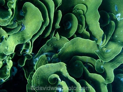Agincourt-Reef;Agincourt-Reefs;Australasian;Australia;Australian;Barrier-Reef;Cabbage-Coral;Cabbage-Corals;coral-reef;coral-reefs;Coral-Sea;dive-site;dive-sites;diving;ecosystem;environment;Great-Barrier-Reef;Great-Barrier-Reef-Marine-Park;marine;marine-environment;marine-life;marinelife;North-Queensland;Ocean;oceanlife;Oceans;Qld;Queensland;reef;reefs;ribbon-reef;ribbon-reefs;ribbonreef;ribbonreefs;Scroll-Coral;Scroll-Corals;scuba-diving;Sea;sealife;Seas;South-Pacific;Tasman-Sea;Tropcial-North-Queensland;tropical-reef;tropical-reefs;Turbinaria-reniformis;under-water;under_water;undersea;underwater;underwater-photo;underwater-photography;underwater-photos;UNESCO-World-Heritage-Site;Vase-Coral;Vase-Corals;Wiorld-Heritage-Site;World-Heritage-Area;World-Heritage-Park