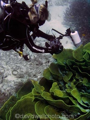 Agincourt-Reef;Agincourt-Reefs;Australasian;Australia;Australian;Barrier-Reef;Cabbage-Coral;Cabbage-Corals;coral-reef;coral-reefs;Coral-Sea;dive-site;dive-sites;diver;divers;diving;ecosystem;environment;Great-Barrier-Reef;Great-Barrier-Reef-Marine-Park;marine;marine-environment;marine-life;marinelife;North-Queensland;Ocean;oceanlife;Oceans;people;person;persons;Qld;Queensland;reef;reefs;ribbon-reef;ribbon-reefs;ribbonreef;ribbonreefs;Scroll-Coral;Scroll-Corals;scuba-diver;scuba-divers;scuba-diving;Sea;sealife;Seas;South-Pacific;strobe;Tasman-Sea;Tropcial-North-Queensland;tropical-reef;tropical-reefs;Turbinaria-reniformis;under-water;under_water;undersea;underwater;underwater-camera;underwater-cameras;underwater-photo;underwater-photography;underwater-photos;UNESCO-World-Heritage-Site;Vase-Coral;Vase-Corals;watersport;watersports;Wiorld-Heritage-Site;World-Heritage-Area;World-Heritage-Park