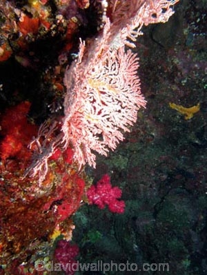 Agincourt-Reef;Agincourt-Reefs;Australasian;Australia;Australian;Barrier-Reef;coral-reef;coral-reefs;Coral-Sea;corals;dive-site;dive-sites;diving;ecosystem;environment;fan-coral;fan-corals;gorgonian-fan-coral;Great-Barrier-Reef;Great-Barrier-Reef-Marine-Park;marine;marine-environment;marine-life;marinelife;North-Queensland;Ocean;oceanlife;Oceans;Qld;Queensland;reef;reefs;ribbon-reef;ribbon-reefs;ribbonreef;ribbonreefs;scuba-diving;Sea;sea-fan;sea-fans;seafan;seafans;sealife;Seas;South-Pacific;Tasman-Sea;Tropcial-North-Queensland;tropical-reef;tropical-reefs;under-water;under_water;undersea;underwater;underwater-photo;underwater-photography;underwater-photos;UNESCO-World-Heritage-Site;Wiorld-Heritage-Site;World-Heritage-Area;World-Heritage-Park