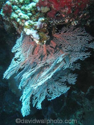 Agincourt-Reef;Agincourt-Reefs;Australasian;Australia;Australian;Barrier-Reef;coral-reef;coral-reefs;Coral-Sea;corals;dive-site;dive-sites;diving;ecosystem;environment;fan-coral;fan-corals;gorgonian-fan-coral;Great-Barrier-Reef;Great-Barrier-Reef-Marine-Park;marine;marine-environment;marine-life;marinelife;North-Queensland;Ocean;oceanlife;Oceans;Qld;Queensland;reef;reefs;ribbon-reef;ribbon-reefs;ribbonreef;ribbonreefs;scuba-diving;Sea;sea-fan;sea-fans;seafan;seafans;sealife;Seas;South-Pacific;Tasman-Sea;Tropcial-North-Queensland;tropical-reef;tropical-reefs;under-water;under_water;undersea;underwater;underwater-photo;underwater-photography;underwater-photos;UNESCO-World-Heritage-Site;Wiorld-Heritage-Site;World-Heritage-Area;World-Heritage-Park