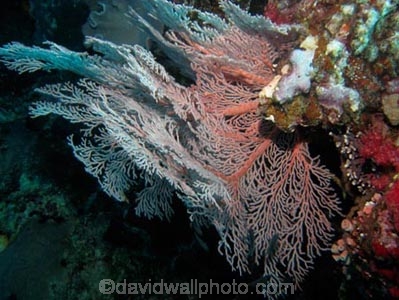 Agincourt-Reef;Agincourt-Reefs;Australasian;Australia;Australian;Barrier-Reef;coral-reef;coral-reefs;Coral-Sea;corals;dive-site;dive-sites;diving;ecosystem;environment;fan-coral;fan-corals;gorgonian-fan-coral;Great-Barrier-Reef;Great-Barrier-Reef-Marine-Park;marine;marine-environment;marine-life;marinelife;North-Queensland;Ocean;oceanlife;Oceans;Qld;Queensland;reef;reefs;ribbon-reef;ribbon-reefs;ribbonreef;ribbonreefs;scuba-diving;Sea;sea-fan;sea-fans;seafan;seafans;sealife;Seas;South-Pacific;Tasman-Sea;Tropcial-North-Queensland;tropical-reef;tropical-reefs;under-water;under_water;undersea;underwater;underwater-photo;underwater-photography;underwater-photos;UNESCO-World-Heritage-Site;Wiorld-Heritage-Site;World-Heritage-Area;World-Heritage-Park