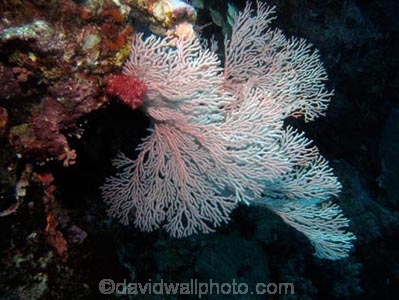 Agincourt-Reef;Agincourt-Reefs;Australasian;Australia;Australian;Barrier-Reef;coral-reef;coral-reefs;Coral-Sea;corals;dive-site;dive-sites;diving;ecosystem;environment;fan-coral;fan-corals;gorgonian-fan-coral;Great-Barrier-Reef;Great-Barrier-Reef-Marine-Park;marine;marine-environment;marine-life;marinelife;North-Queensland;Ocean;oceanlife;Oceans;Qld;Queensland;reef;reefs;ribbon-reef;ribbon-reefs;ribbonreef;ribbonreefs;scuba-diving;Sea;sea-fan;sea-fans;seafan;seafans;sealife;Seas;South-Pacific;Tasman-Sea;Tropcial-North-Queensland;tropical-reef;tropical-reefs;under-water;under_water;undersea;underwater;underwater-photo;underwater-photography;underwater-photos;UNESCO-World-Heritage-Site;Wiorld-Heritage-Site;World-Heritage-Area;World-Heritage-Park