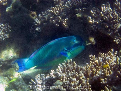 Australasian;Australia;australian;Barrier-Reef;cay;cays;Chlorurus-microrhinos;coasts;coral-cay;coral-cays;coral-reef;coral-reefs;Coral-Sea;dive-site;dive-sites;diving;Ecosystem;Environment;fish;fishes;Gibbus-parrotfish;Great-Barrier-Reef;Great-Barrier-Reef-Marine-Park;Low-Is;Low-Is.;Low-Island;Low-Islands;Low-Isles;marine;marine-environment;marine-life;marinelife;North-Queensland;ocean;oceanlife;Oceans;Qld;queensland;reef;reefs;sand-cay;sand-cays;Scaridae;scuba-diving;sea;sealife;Seas;snorkeling;South-Pacific;Steephead-Parrotfish;Steephead-Parrotfishes;tasman-sea;Tropcial-North-Queensland;tropical;tropical-reef;tropical-reefs;under-water;under_water;undersea;underwater;underwater-photo;underwater-photography;underwater-photos;UNESCO-World-Heritage-Site;water;Wiorld-Heritage-Site;world-heritage-area;World-Heritage-Park;world-heritage-site