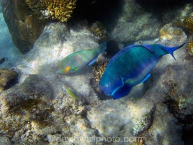 Australasian;Australia;australian;Barrier-Reef;cay;cays;Chlorurus-microrhinos;coasts;coral-cay;coral-cays;coral-reef;coral-reefs;Coral-Sea;dive-site;dive-sites;diving;Ecosystem;Environment;fish;fishes;Gibbus-parrotfish;Great-Barrier-Reef;Great-Barrier-Reef-Marine-Park;Low-Is;Low-Is.;Low-Island;Low-Islands;Low-Isles;marine;marine-environment;marine-life;marinelife;North-Queensland;ocean;oceanlife;Oceans;Qld;queensland;reef;reefs;Rivulated-parrotfish;sand-cay;sand-cays;Scaridae;Scarus-rivulatus;scuba-diving;sea;sealife;Seas;snorkeling;South-Pacific;Steephead-Parrotfish;Steephead-Parrotfishes;Surf-Parrotfish;Surf-Parrotfishes;tasman-sea;Tattoed-parrotfish;Tropcial-North-Queensland;tropical;tropical-reef;tropical-reefs;under-water;under_water;undersea;underwater;underwater-photo;underwater-photography;underwater-photos;UNESCO-World-Heritage-Site;water;Wiorld-Heritage-Site;world-heritage-area;World-Heritage-Park;world-heritage-site