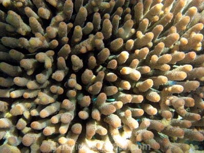 Australasian;Australia;australian;Barrier-Reef;cay;cays;coasts;coral;coral-cay;coral-cays;coral-reef;coral-reefs;Coral-Sea;dive-site;dive-sites;diving;Ecosystem;Environment;fish;fishes;Great-Barrier-Reef;Great-Barrier-Reef-Marine-Park;Low-Is;Low-Is.;Low-Island;Low-Islands;Low-Isles;marine;marine-environment;marine-life;marinelife;North-Queensland;ocean;oceanlife;Oceans;Qld;queensland;reef;reefs;sand-cay;sand-cays;scuba-diving;sea;sealife;Seas;snorkeling;South-Pacific;tasman-sea;Tropcial-North-Queensland;tropical;tropical-reef;tropical-reefs;under-water;under_water;undersea;underwater;underwater-photo;underwater-photography;underwater-photos;UNESCO-World-Heritage-Site;water;Wiorld-Heritage-Site;world-heritage-area;World-Heritage-Park;world-heritage-site