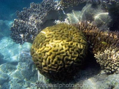 Australasian;Australia;australian;Barrier-Reef;cay;cays;coasts;coral;coral-cay;coral-cays;coral-reef;coral-reefs;Coral-Sea;dive-site;dive-sites;diving;Ecosystem;Environment;Great-Barrier-Reef;Great-Barrier-Reef-Marine-Park;Low-Is;Low-Is.;Low-Island;Low-Islands;Low-Isles;marine;marine-environment;marine-life;marinelife;North-Queensland;ocean;oceanlife;Oceans;Qld;queensland;reef;reefs;sand-cay;sand-cays;scuba-diving;sea;sealife;Seas;snorkeling;South-Pacific;tasman-sea;Tropcial-North-Queensland;tropical;tropical-reef;tropical-reefs;under-water;under_water;undersea;underwater;underwater-photo;underwater-photography;underwater-photos;UNESCO-World-Heritage-Site;water;Wiorld-Heritage-Site;world-heritage-area;World-Heritage-Park;world-heritage-site