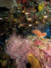 Agincourt-Reef;Agincourt-Reefs;Apogon-hoevenii;Australasian;Australia;Australian;Barrier-Reef;cardinalfish;cardinalfishes;cave;coral-reef;coral-reefs;Coral-Sea;corals;dive-site;dive-sites;diving;ecosystem;environment;fan-coral;fan-corals;fish;fishes;Frostfin-cardinalfish;Frostfin-cardinalfishes;gorgonian-fan-coral;Great-Barrier-Reef;Great-Barrier-Reef-Marine-Park;marine;marine-environment;marine-life;marinelife;North-Queensland;Ocean;oceanlife;Oceans;Qld;Queensland;reef;reefs;ribbon-reef;ribbon-reefs;ribbonreef;ribbonreefs;school;schools;scuba-diving;Sea;sea-fan;sea-fans;seafan;seafans;sealife;Seas;shoal;shoals;South-Pacific;Tasman-Sea;Tropcial-North-Queensland;tropical-reef;tropical-reefs;under-water;under_water;undersea;underwater;underwater-photo;underwater-photography;underwater-photos;UNESCO-World-Heritage-Site;Wiorld-Heritage-Site;World-Heritage-Area;World-Heritage-Park