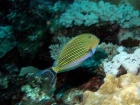 Acanthuridae;Acanthurus-lineatus;Agincourt-Reef;Agincourt-Reefs;Australasian;Australia;Australian;Barrier-Reef;blue;Blue-lined-Surgeonfish;Blue-lined-Surgeonfishes;Blue_lined-Surgeonfish;Blue_lined-Surgeonfishes;coral-reef;coral-reefs;Coral-Sea;dive-site;dive-sites;diving;ecosystem;environment;fish;fishes;Great-Barrier-Reef;Great-Barrier-Reef-Marine-Park;marine;marine-environment;marine-life;marinelife;North-Queensland;Ocean;oceanlife;Oceans;Qld;Queensland;reef;reefs;ribbon-reef;ribbon-reefs;ribbonreef;ribbonreefs;scuba-diving;Sea;sealife;Seas;South-Pacific;Surgeonfishes;Tasman-Sea;Tropcial-North-Queensland;tropical-reef;tropical-reefs;under-water;under_water;undersea;underwater;underwater-photo;underwater-photography;underwater-photos;UNESCO-World-Heritage-Site;Wiorld-Heritage-Site;World-Heritage-Area;World-Heritage-Park;yellow