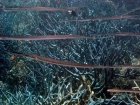 Agincourt-Reef;Agincourt-Reefs;Australasian;Australia;Australian;Barrier-Reef;coral-reef;coral-reefs;Coral-Sea;dive-site;dive-sites;diving;ecosystem;environment;fish;fishes;Fistularia-commersonii;Great-Barrier-Reef;Great-Barrier-Reef-Marine-Park;long;marine;marine-environment;marine-life;marinelife;North-Queensland;Ocean;oceanlife;Oceans;Qld;Queensland;reef;reefs;ribbon-reef;ribbon-reefs;ribbonreef;ribbonreefs;School;scuba-diving;Sea;sealife;Seas;skinny;Smooth-Flute-mouth;Smooth-Flute-mouths;Smooth-Flute_mouth;Smooth-Flute_mouths;Smooth-Flutemouth;Smooth-Flutemouths;South-Pacific;Tasman-Sea;Tropcial-North-Queensland;tropical-reef;tropical-reefs;trumpet-fish;trumpet-fishes;trumpet_fish;trumpet_fishes;trumpetfish;trumpetfishes;under-water;under_water;undersea;underwater;underwater-photo;underwater-photography;underwater-photos;UNESCO-World-Heritage-Site;Wiorld-Heritage-Site;World-Heritage-Area;World-Heritage-Park