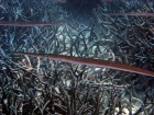 Agincourt-Reef;Agincourt-Reefs;Australasian;Australia;Australian;Barrier-Reef;coral-reef;coral-reefs;Coral-Sea;dive-site;dive-sites;diving;ecosystem;environment;fish;fishes;Fistularia-commersonii;Great-Barrier-Reef;Great-Barrier-Reef-Marine-Park;long;marine;marine-environment;marine-life;marinelife;North-Queensland;Ocean;oceanlife;Oceans;Qld;Queensland;reef;reefs;ribbon-reef;ribbon-reefs;ribbonreef;ribbonreefs;School;scuba-diving;Sea;sealife;Seas;skinny;Smooth-Flute-mouth;Smooth-Flute-mouths;Smooth-Flute_mouth;Smooth-Flute_mouths;Smooth-Flutemouth;Smooth-Flutemouths;South-Pacific;Tasman-Sea;Tropcial-North-Queensland;tropical-reef;tropical-reefs;trumpet-fish;trumpet-fishes;trumpet_fish;trumpet_fishes;trumpetfish;trumpetfishes;under-water;under_water;undersea;underwater;underwater-photo;underwater-photography;underwater-photos;UNESCO-World-Heritage-Site;Wiorld-Heritage-Site;World-Heritage-Area;World-Heritage-Park