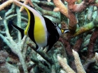 Agincourt-Reef;Agincourt-Reefs;Australasian;Australia;Australian;Barrier-Reef;coral-reef;coral-reefs;Coral-Sea;dive-site;dive-sites;diving;ecosystem;environment;fish;fishes;Great-Barrier-Reef;Great-Barrier-Reef-Marine-Park;marine;marine-environment;marine-life;marinelife;Moorish-Idol;Moorish-Idols;North-Queensland;Ocean;oceanlife;Oceans;Qld;Queensland;reef;reefs;ribbon-reef;ribbon-reefs;ribbonreef;ribbonreefs;scuba-diving;Sea;sealife;Seas;South-Pacific;Tasman-Sea;Tropcial-North-Queensland;tropical-reef;tropical-reefs;under-water;under_water;undersea;underwater;underwater-photo;underwater-photography;underwater-photos;UNESCO-World-Heritage-Site;Wiorld-Heritage-Site;World-Heritage-Area;World-Heritage-Park;Zanclidae;Zanclus-cornutus