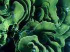 Agincourt-Reef;Agincourt-Reefs;Australasian;Australia;Australian;Barrier-Reef;Cabbage-Coral;Cabbage-Corals;coral-reef;coral-reefs;Coral-Sea;dive-site;dive-sites;diving;ecosystem;environment;Great-Barrier-Reef;Great-Barrier-Reef-Marine-Park;marine;marine-environment;marine-life;marinelife;North-Queensland;Ocean;oceanlife;Oceans;Qld;Queensland;reef;reefs;ribbon-reef;ribbon-reefs;ribbonreef;ribbonreefs;Scroll-Coral;Scroll-Corals;scuba-diving;Sea;sealife;Seas;South-Pacific;Tasman-Sea;Tropcial-North-Queensland;tropical-reef;tropical-reefs;Turbinaria-reniformis;under-water;under_water;undersea;underwater;underwater-photo;underwater-photography;underwater-photos;UNESCO-World-Heritage-Site;Vase-Coral;Vase-Corals;Wiorld-Heritage-Site;World-Heritage-Area;World-Heritage-Park