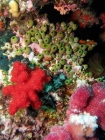 Agincourt-Reef;Agincourt-Reefs;Australasian;Australia;Australian;Barrier-Reef;coral-reef;coral-reefs;Coral-Sea;dive-site;dive-sites;diving;ecosystem;environment;Great-Barrier-Reef;Great-Barrier-Reef-Marine-Park;marine;marine-environment;marine-life;marinelife;North-Queensland;Ocean;oceanlife;Oceans;Qld;Queensland;reef;reefs;ribbon-reef;ribbon-reefs;ribbonreef;ribbonreefs;scuba-diving;Sea;sealife;Seas;South-Pacific;Tasman-Sea;Tropcial-North-Queensland;tropical-reef;tropical-reefs;under-water;under_water;undersea;underwater;underwater-photo;underwater-photography;underwater-photos;UNESCO-World-Heritage-Site;Wiorld-Heritage-Site;World-Heritage-Area;World-Heritage-Park